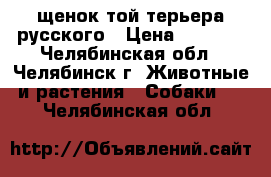 щенок той-терьера русского › Цена ­ 2 000 - Челябинская обл., Челябинск г. Животные и растения » Собаки   . Челябинская обл.